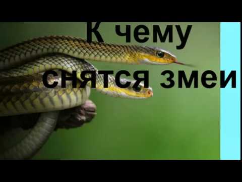 К Чему Снится Змея: толкования, символика и культурное значение