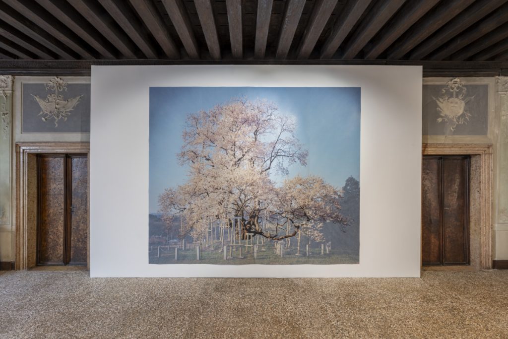 Tacita Dean, Sakura (Totsube II), 2026. Still Joy — From Ukraine Into The World / Biennale Arte 2026. PinchukArtCentre. © Photo OKNO Studio